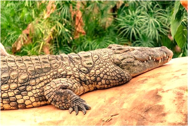 夢到房頂上往下掉水怎么說_周公解夢官網