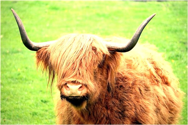 夢見同學都不願意理我會怎么樣_周公解夢官網