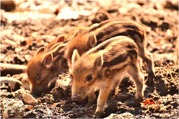 夢見頭髮上有蚊子卵是什麼徵兆_周公解夢官網