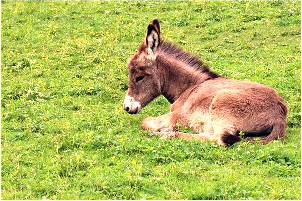 夢到了早已死去的親人是什麼兆頭_周公解夢官網