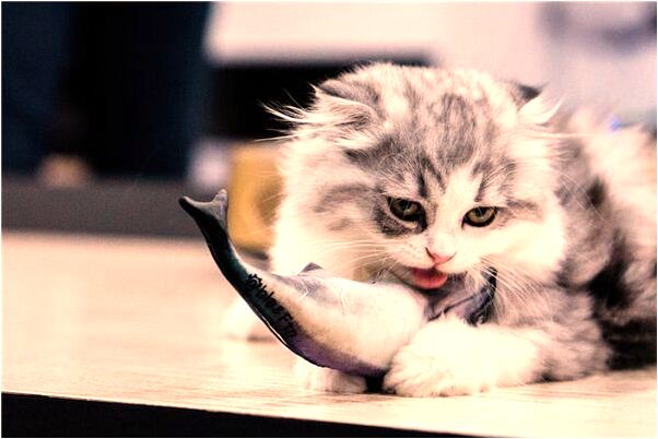 夢到黃牛喝水是吉兆嗎?_周公解夢官網