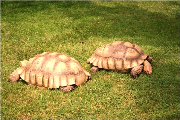 夢見老情人走了意味什麼_周公解夢官網