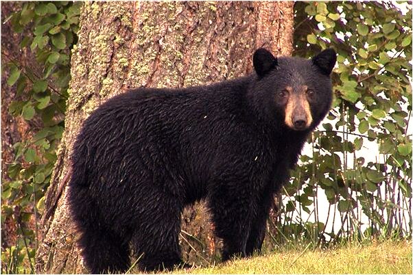夢到了自己的衣服變成白色有何寓意_周公解夢官網