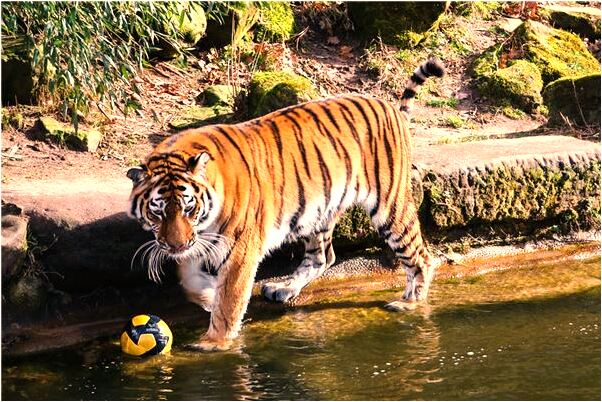 夢到了穿褲衩在街上走有什麼預示嗎_周公解夢官網