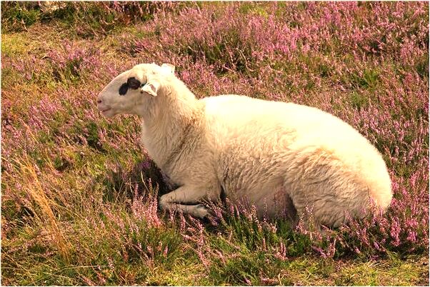夢見踩進泥漿里是啥預兆_周公解夢官網