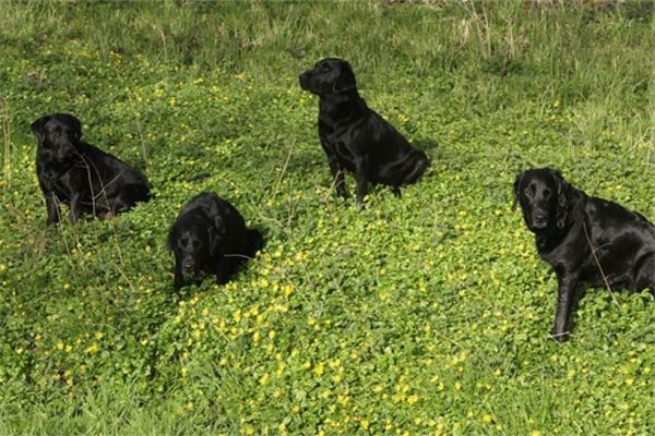 2018年生人的運勢_十二生肖