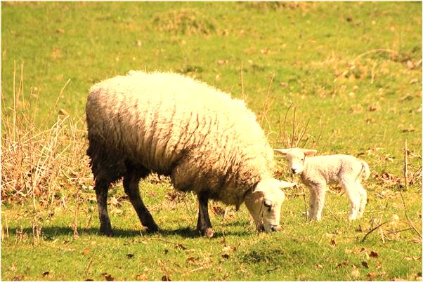 夢見與朋友鬧翻了怎么回事_周公解夢官網