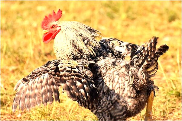 夢到男朋友穿的特破去我家預示什麼_周公解夢官網