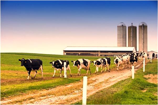 夢到了一匹馬在家門口什麼寓意_周公解夢官網