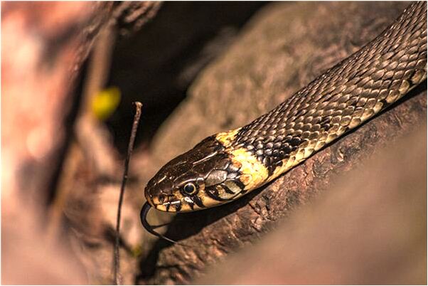 夢到前度余情未了是凶兆還是吉兆_周公解夢官網