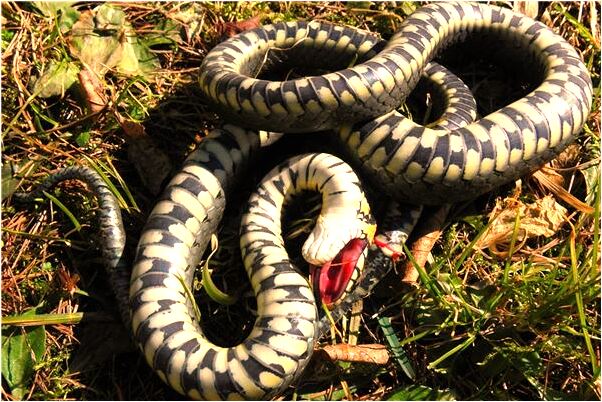 夢到花盆裡開著花怎么樣_周公解夢官網