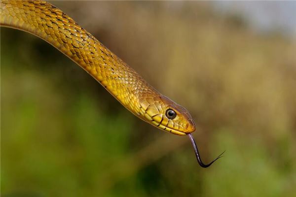 女人夢見蛇預示著什麼_周公解夢