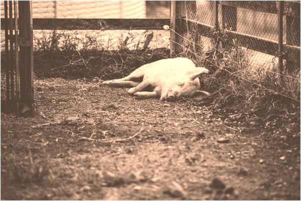 夢到了新聞釣魚島有什麼預示嗎_周公解夢官網