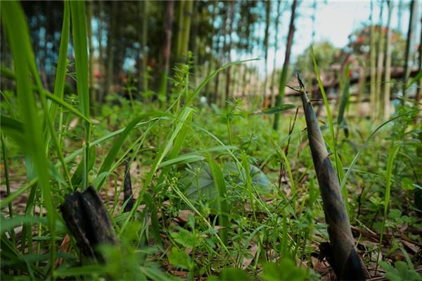 夢到扯筍子是什麼徵兆_周公解夢