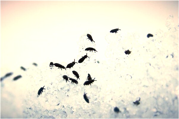 夢見別人翻看我的包是好事還是壞事_周公解夢官網