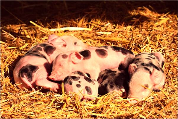 夢到墳開花是啥意思_周公解夢官網