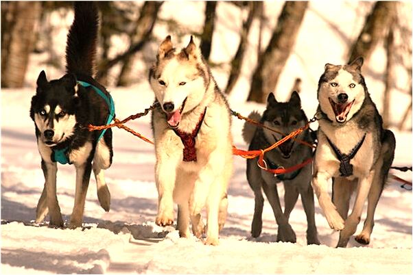 夢到女人經常很多蛇會是什麼預兆_周公解夢官網