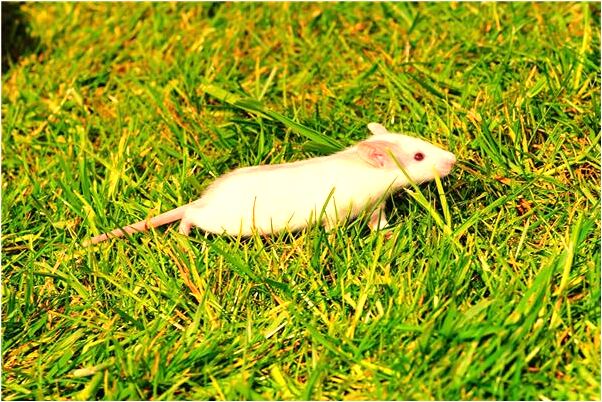 夢到了向人告白被拒絕是啥預兆_周公解夢官網