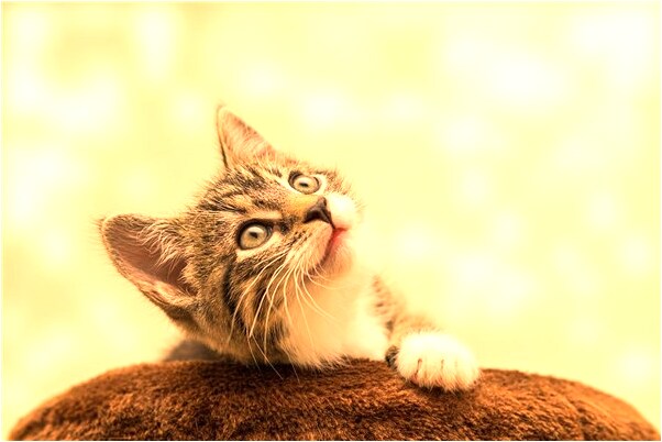 夢到了被偶像瞪是什麼兆頭_周公解夢官網