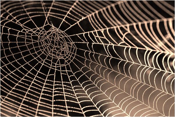 夢見好多好花帶花盆意味著什麼_周公解夢官網