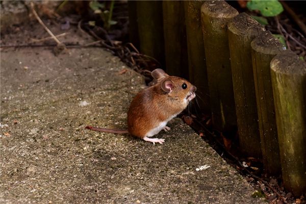 生肖鼠2021年桃花及年齡_十二生肖