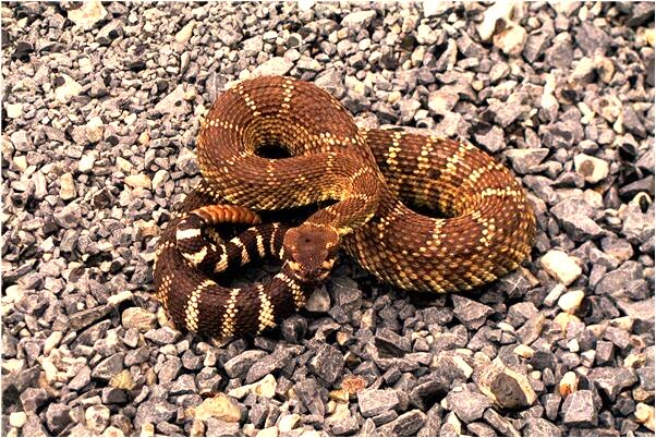 夢見天兵天將是什麼意思_周公解夢官網