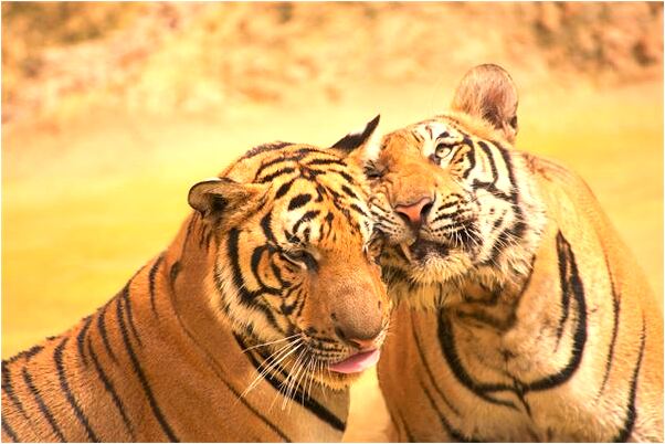 夢見親人得病有什麼意思嗎_周公解夢官網