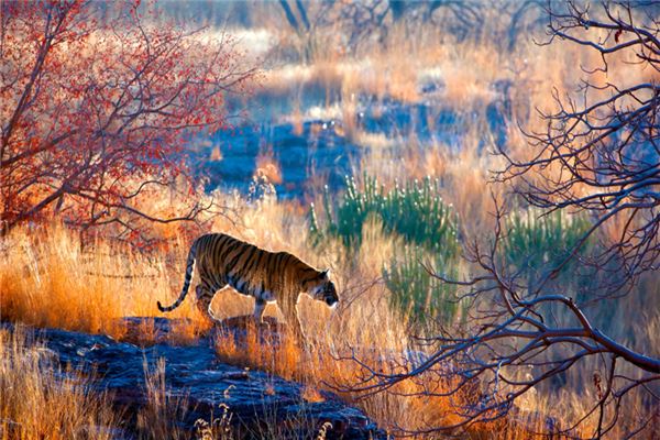 2010生肖的一生運程_十二生肖