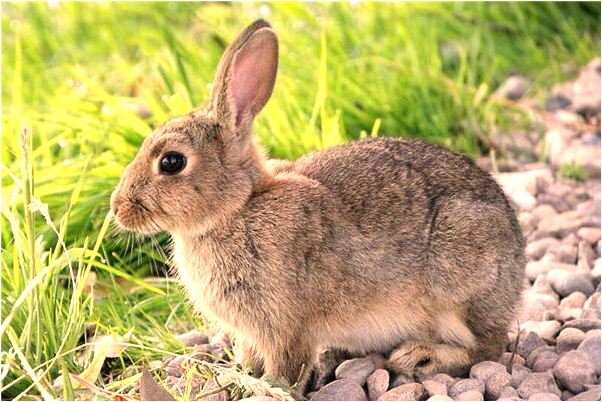 夢見樹上結滿花蕾是什麼啟示_周公解夢官網