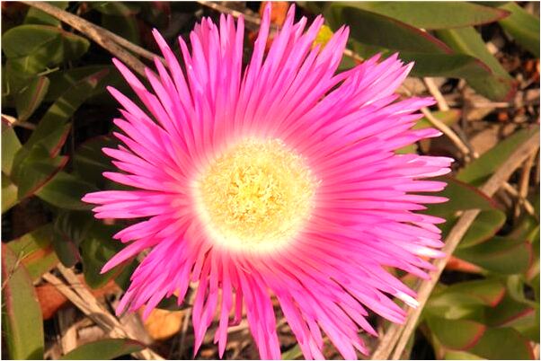 夢見教授到我老家是凶兆還是吉兆_周公解夢官網