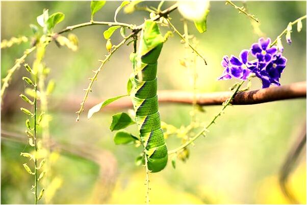 夢到了鬼是個老頭總跟著有什麼意思_周公解夢官網