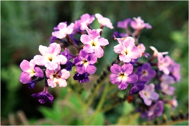 夢見吵架的我姐姐預示著什麼_周公解夢官網