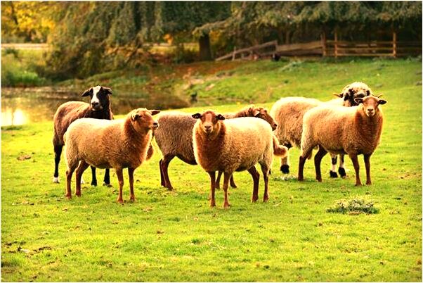 夢到正在看守所里的犯人是什麼意思_周公解夢官網