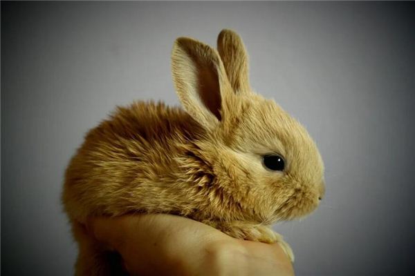 屬兔男人喜歡你的表現_十二生肖