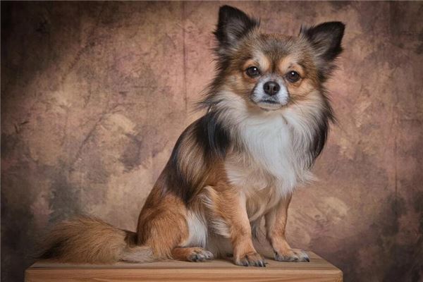 屬狗的多大一生財運好不好呢_十二生肖