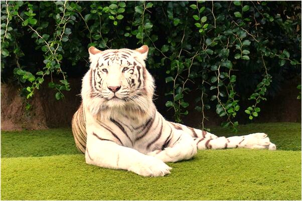 夢到了下大雨好多積水有什麼意義嗎_周公解夢官網