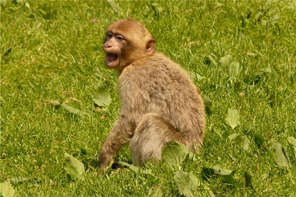 猴年出生好嗎_十二生肖