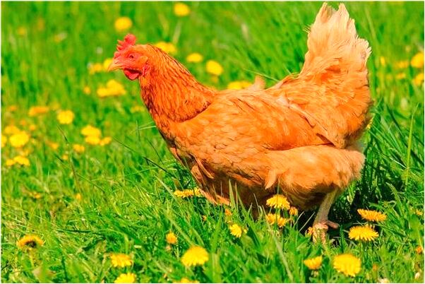 夢見牙齦長頭髮是什麼意思_周公解夢官網