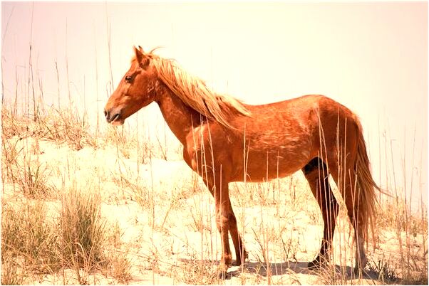 夢到了遇見女明星有什麼說法_周公解夢官網