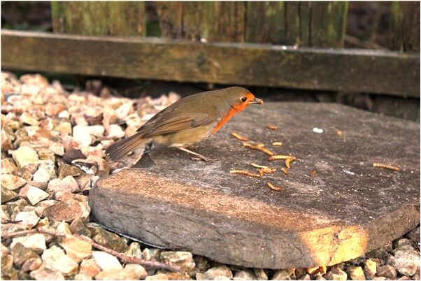 夢到逛街自己穿了黑色布鞋代表什麼_周公解夢官網