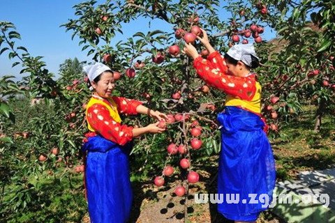 Dream of picking apples