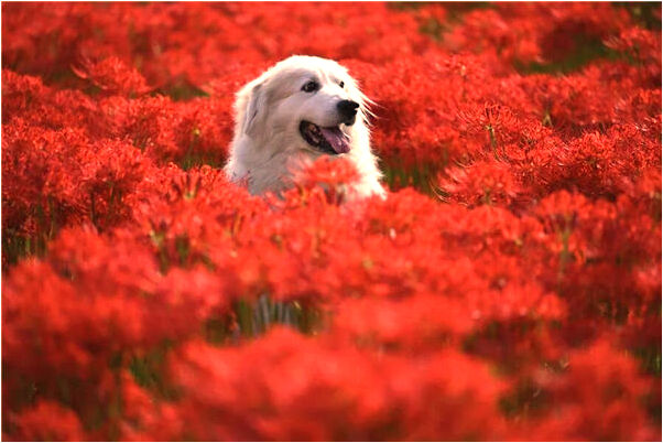 夢到情人送自己百合花是什麼兆頭_周公解夢官網