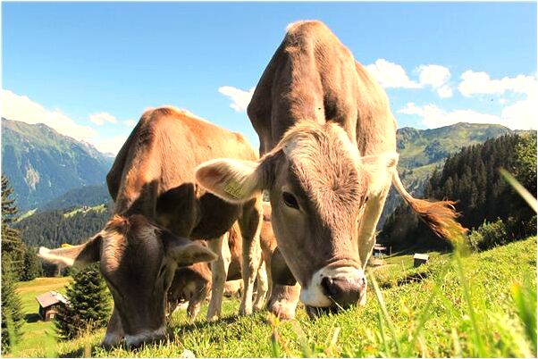 夢到了杜雪軍意味著什麼_周公解夢官網
