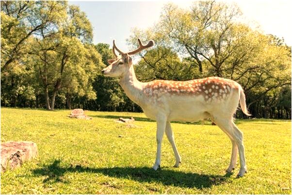 夢到了被貓抓有何寓意_周公解夢官網