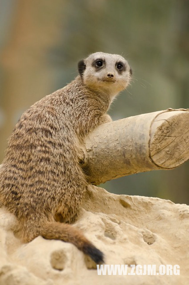 夢見蛇要咬我_周公解夢夢到蛇要咬我是什麼意思_做夢夢見蛇要咬我好不好_周公解夢官網