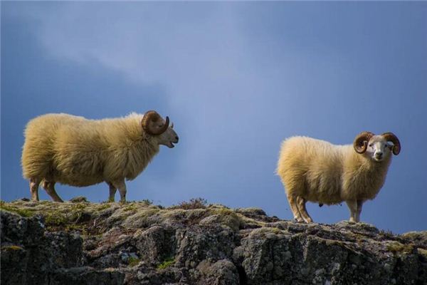 1991年5月出生屬羊的人命運好壞_十二生肖