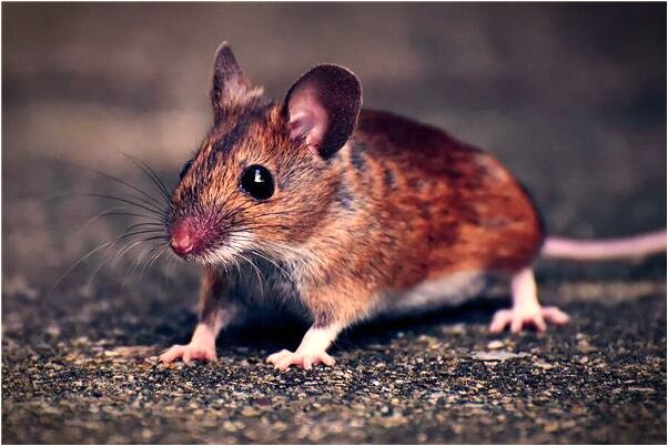 夢見白蛇受傷被棍子挑起有何寓意_周公解夢官網