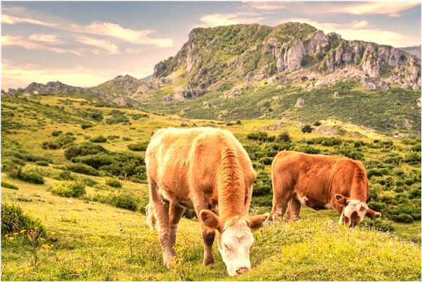 夢到大把大把掉頭髮是什麼意思？_周公解夢官網