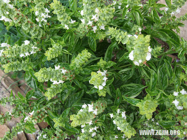 夢見把人打死_周公解夢夢到把人打死是什麼意思_做夢夢見把人打死好不好_周公解夢官網