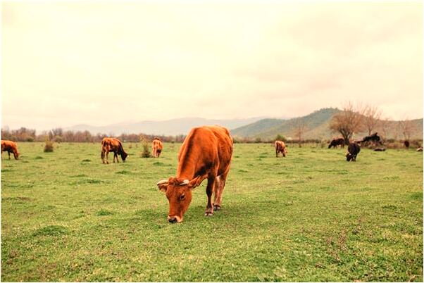 夢到夢裡出現高科技機器人意味著什麼_周公解夢官網